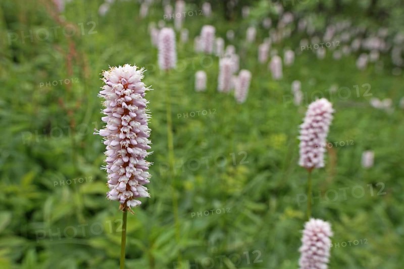 Meadow with meadow bistort (Persicaria bistorta), depth of field, blurred, Grosser Feldberg, Schmitten, Taunus, Hesse, Germany, Europe