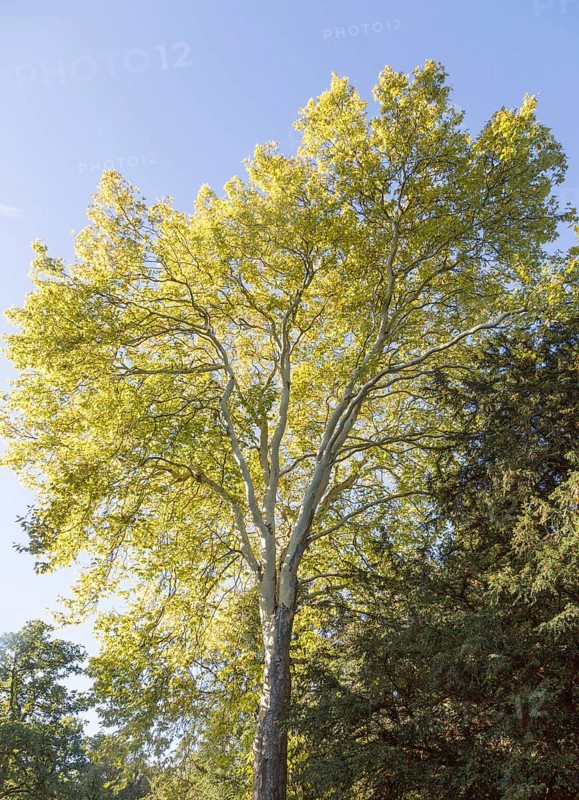 London plane tree, Platanus x hispanica, National arboretum, Westonbirt arboretum, Gloucestershire, England, UK
