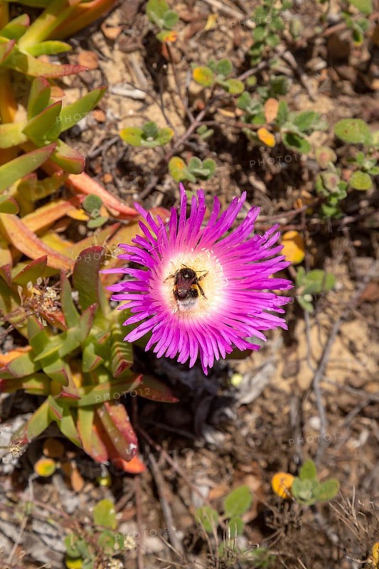 Pink purple flower of Carpobrotus edulis, a ground-creeping plant with succulent leaves native to South Africa. Also known as Hottentot-fig, ice plant, highway ice plant or pigface and in South Africa as the sour fig. Now naturalised along the Atlantic coast of Portugal where it is considered an invasive species and planting it is prohibited. The Hottentot fig is a major threat to the conservation of rare indigenous Portuguese plants. Southwest Alentejo and Vicentina Coast Natural Park, 29 March 2019