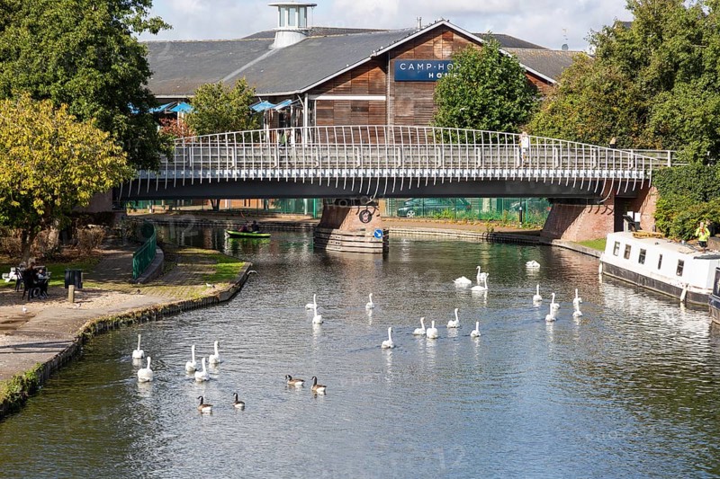 Swan on Kennet and Avon canal in the town centre of Newbury, Berkshire, England, UK