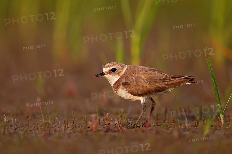 Kentish plover (Charadrius alexandrinus) female, Danube Delta Biosphere Reserve, Romania, Europe