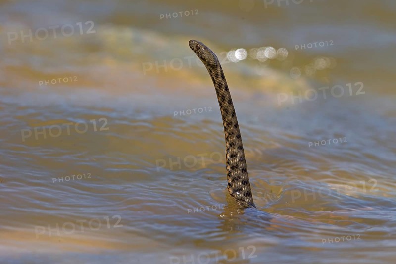 Dice snake (Natrix tessellata), Danube Delta Biosphere Reserve, Romania, Europe