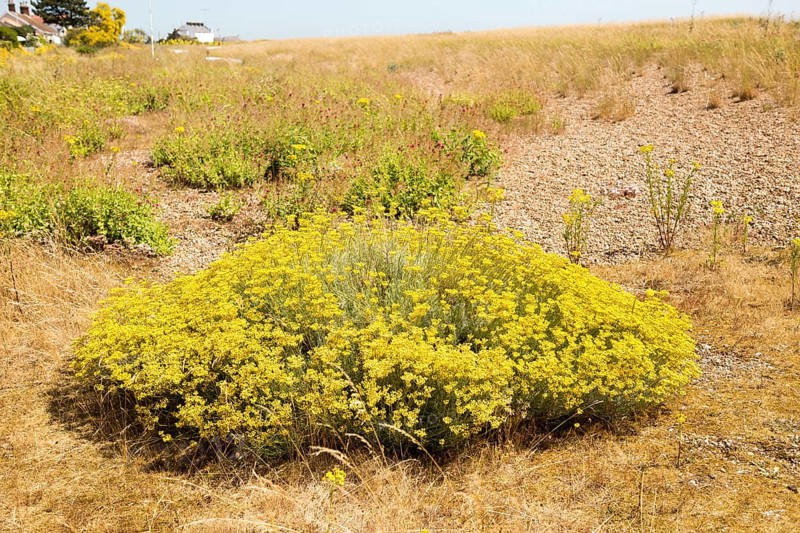 The Curry plant, Helichrysum italicum, yellow flowers, Shingle Street, Hollesley, Suffolk, England, UK