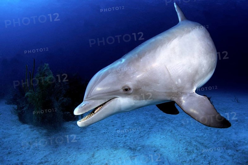 Diving in the Caribbean, Dolphin, Caribbean, Central America