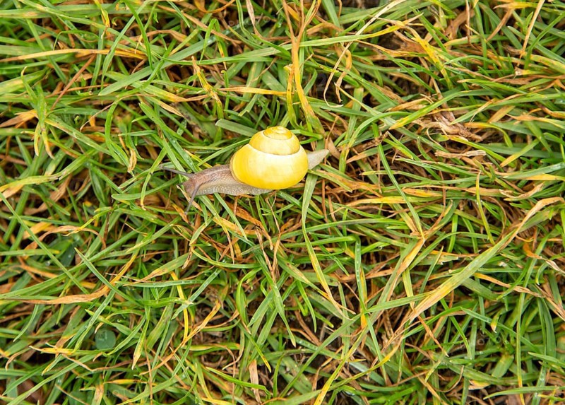 Grove snail, brown-lipped snail or Lemon snail Cepaea nemoralis, Berkshire, England, UK
