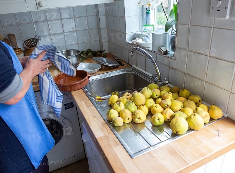 Cleaning quince fruit at kitchen sink inside domestic house, UK