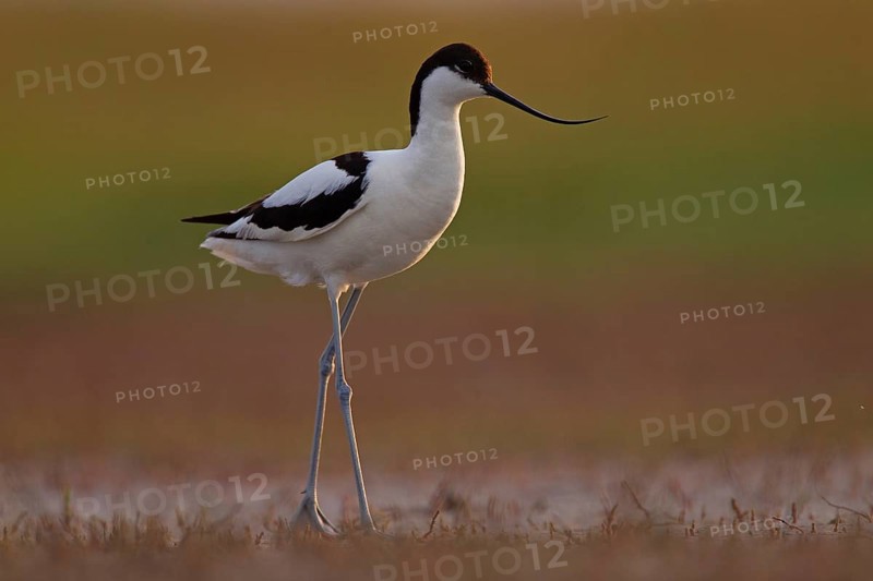 Black-capped avocet (Recurvirostra avosetta), Danube Delta Biosphere Reserve, Romania, Europe