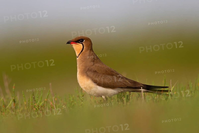 Collared pratincole (Glareola pratincola), Danube Delta Biosphere Reserve, Romania, Europe