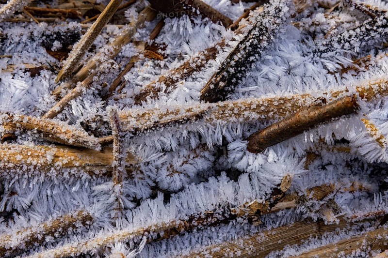 Severe frost has formed bizarre ice formations in the riverbed of the Gottleuba. Ice crystals on reed stems, Bergieshuebel, Saxony, Germany, Europe