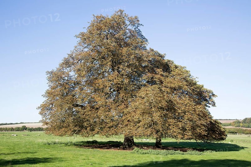 Horse chestnut tree, Aesculus, hippocastanum, in autumn leaf standing in field, West Overton, Wiltshire, England, UK