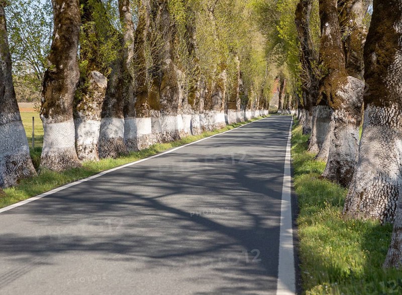 Iconic road through grove of ash trees with whitewashed bases of their trunks, Fraxinus angustifolia, near Portagem, Alto Alentejo, Portugal, Southern Europe, Europe