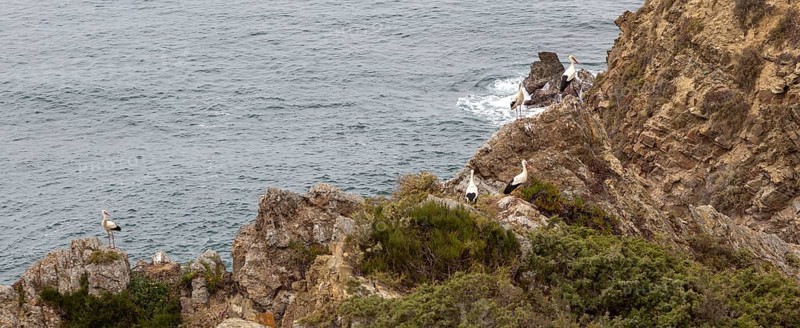 Rocky rugged coastline near Azenha do Mar, Alentejo Littoral, Portugal, southern Europe with white storks (Ciconia ciconia) nesting on cliffs, the only place in the world where they nest on the coast, Europe