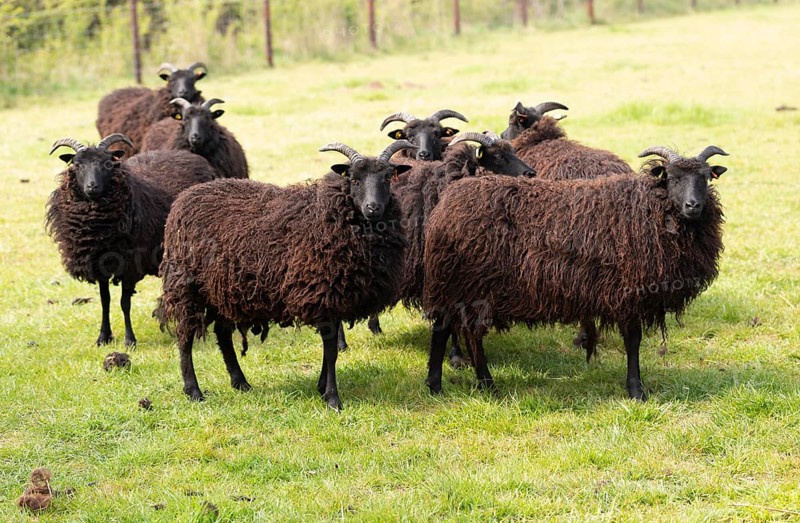Hebridean sheep in field, Sutton, Suffolk, England, UK