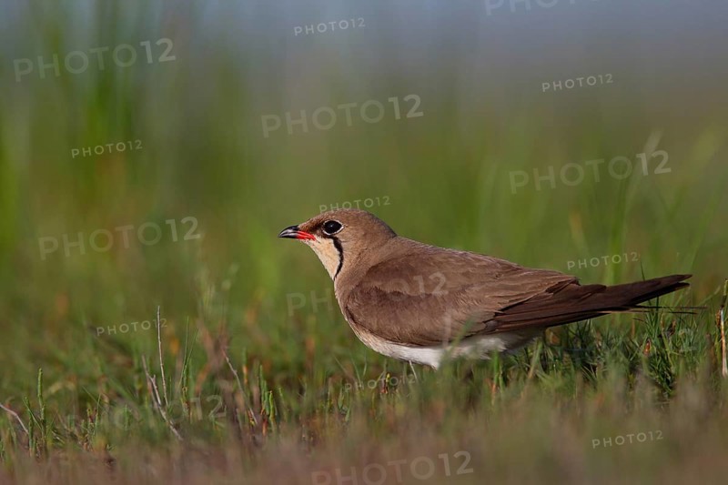 Collared pratincole (Glareola pratincola), Danube Delta Biosphere Reserve, Romania, Europe