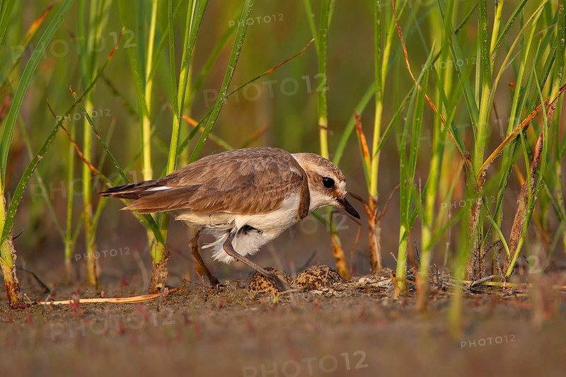 Kentish plover (Charadrius alexandrinus) Female breeding on the ground at the water's edge, Danube Delta Biosphere Reserve, Romania, Europe