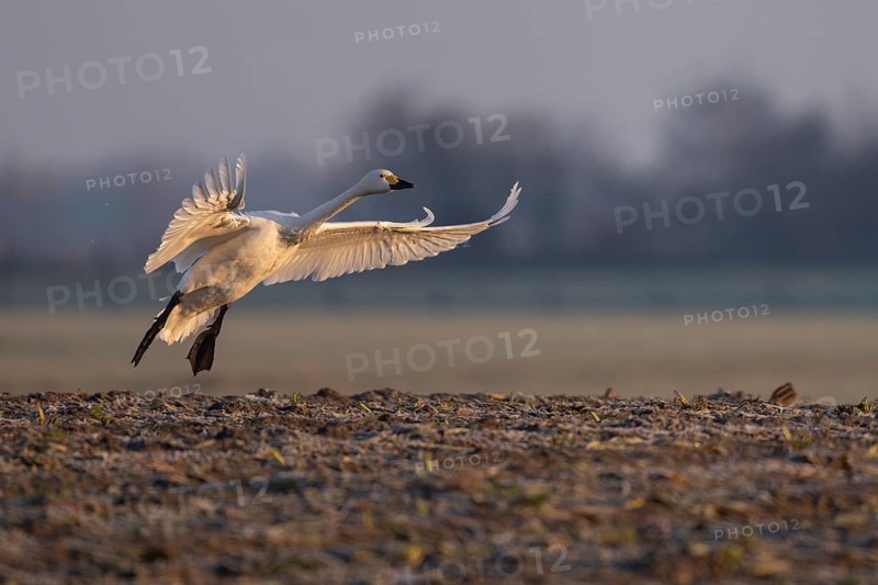 Tundra Swan, Texel, Netherlands