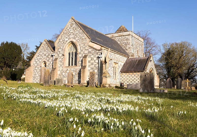 Showdrops in flower in churchyard of village parish church of Saint Thomas A Becket, Tilshead, Wiltshire, England, UK