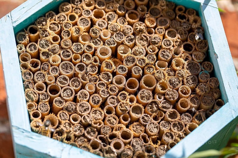 Mason bee, species of bees, genus Osmia, family Megachilidae, nest building