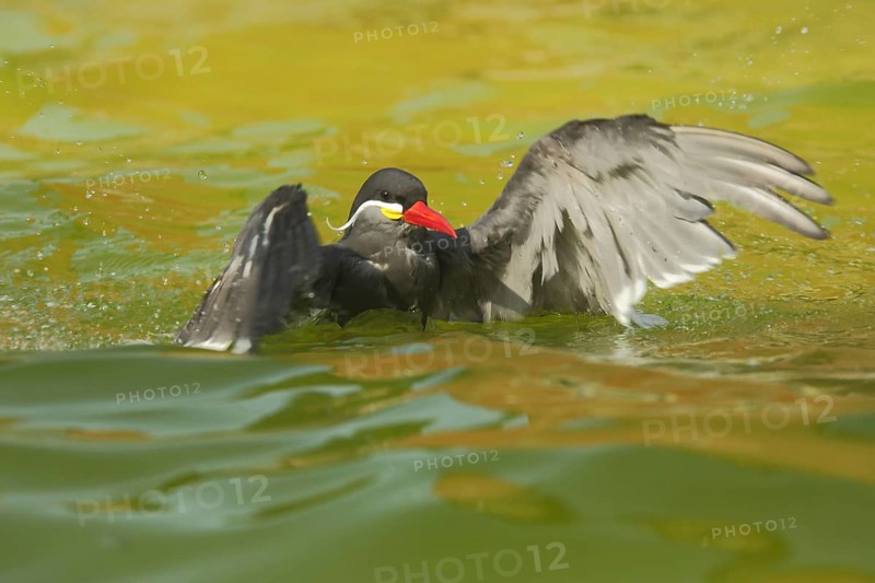 Inca Tern (Larosterna inca) bathing with wing movement, swimming, action, captive