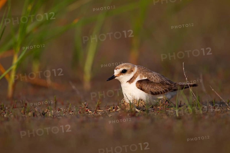 Kentish plover (Charadrius alexandrinus) Female breeding on the ground at the water's edge, Danube Delta Biosphere Reserve, Romania, Europe