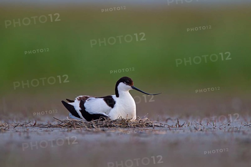 Black-capped avocet (Recurvirostra avosetta) adult bird on nest, Danube Delta Biosphere Reserve, Romania, Europe