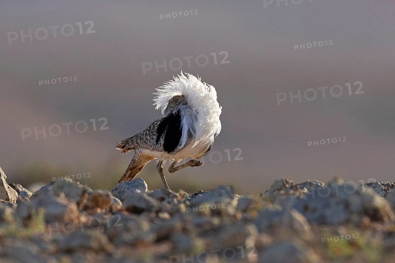 Saharan Houbara Bustard (Chlamydotis undulata fuertaventurae), mating male, Fuerteventura, Spain, Europe