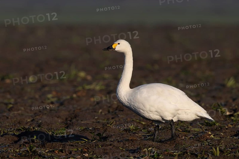 Tundra Swan, Texel, Netherlands