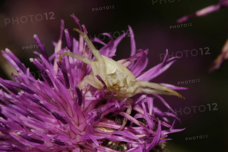White goldenrod crab spider (Misumena vatia), flower, flower, violet, Fueloephazi buckavidek, Kiskunsag National Park, Hungary, Europe