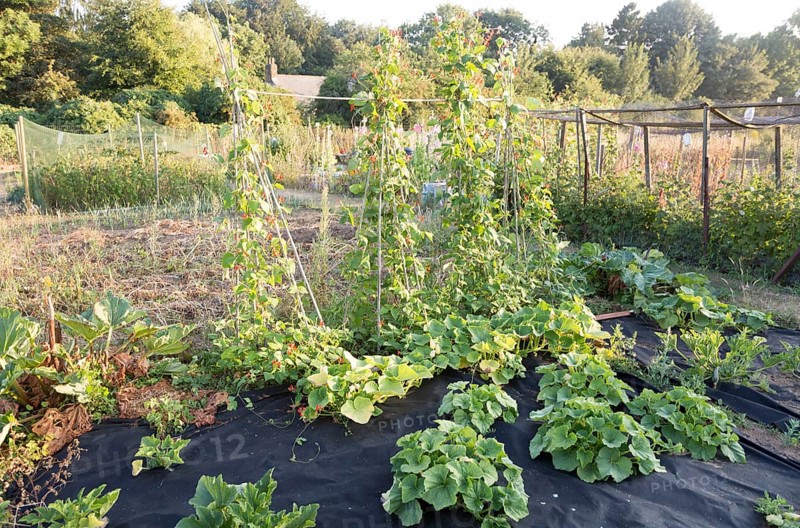 Runner beans, Phaseolus coccineus, and other garden vegetables growing in summer allotment, Shottisham, Suffolk, England, UK