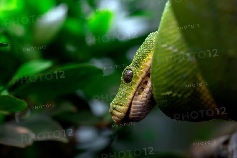 Green tree python (Morelia viridis), captive, occurrence New Guinea, Baden-Wuerttemberg, Germany, Europe