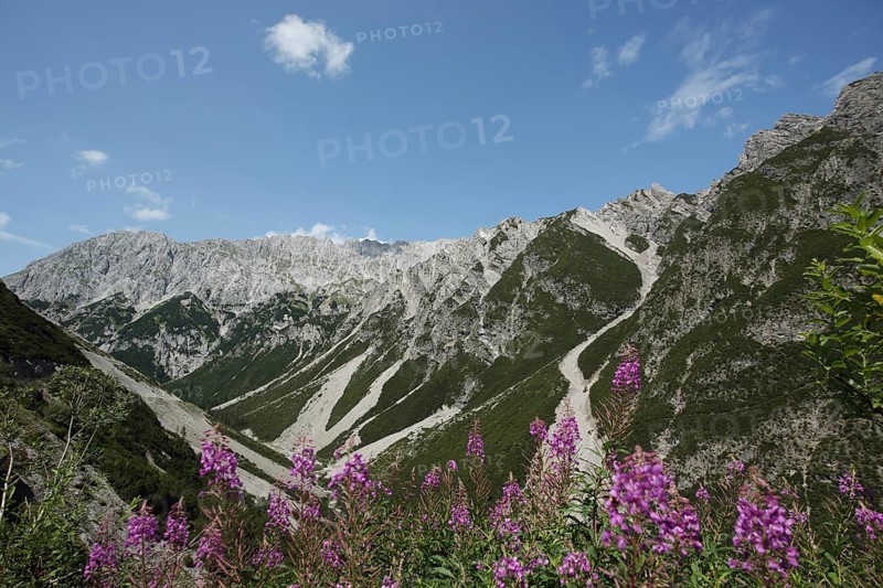 Mountain massif Hahntennjoch with narrow-leaved willowherb, Lechtal Alps, Northern Eastern Alps, Eastern Alps, Tyrol, Alps, Austria, Europe