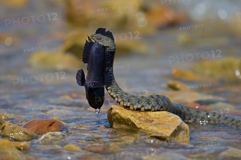 Dice snake (Natrix tessellata) on its way to the shore with preyed round goby (Neogobius melanostomus), Danube Delta Biosphere Reserve, Romania, Europe