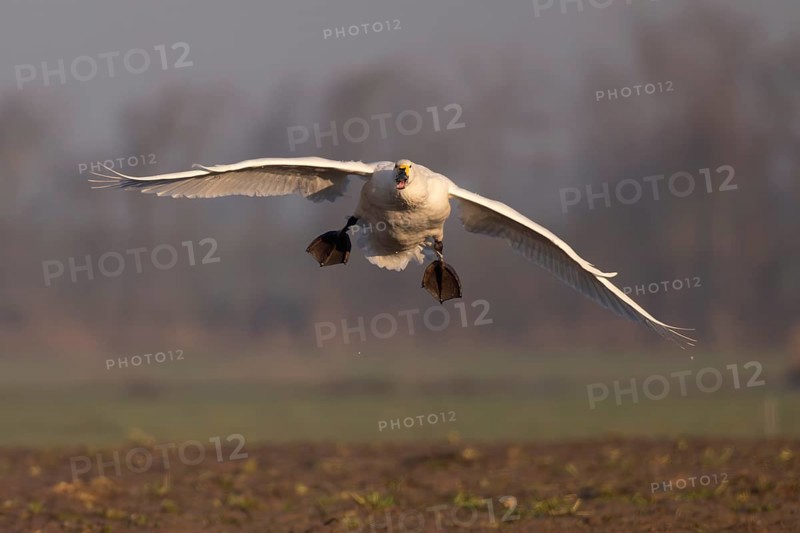 Tundra Swan, Texel, Netherlands