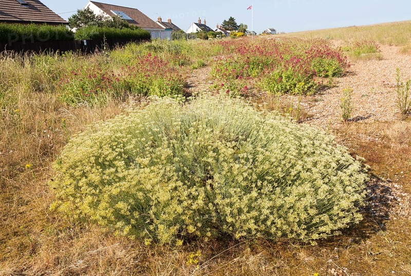 The Curry plant, Helichrysum italicum, and Valerian, Valeriana officinalis, Shingle Street, Hollesley, Suffolk, England, UK
