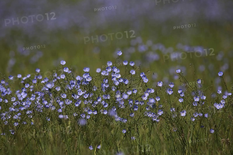 Flower meadow with flax (Linum usitatissimum), nature photography, Breitenbrunn, Lake Neusiedl, Burgenland, Austria, Europe