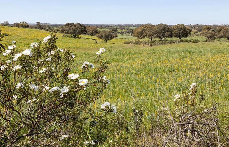 Countryside Montado landscape of lupin (lupine Albus) flower meadow with trees interspersed in springtime, near Castro Verde, Baixo Alentejo, Portugal, Southern Europe, Europe