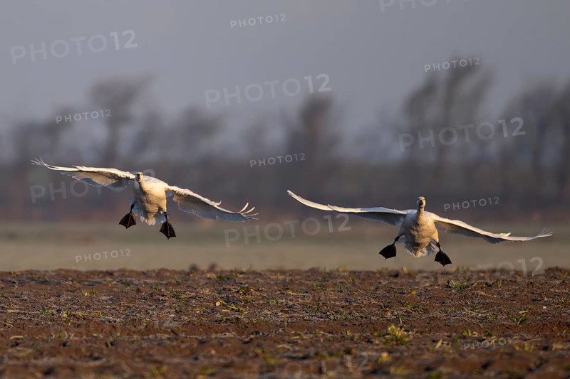 Tundra Swan, Texel, Netherlands