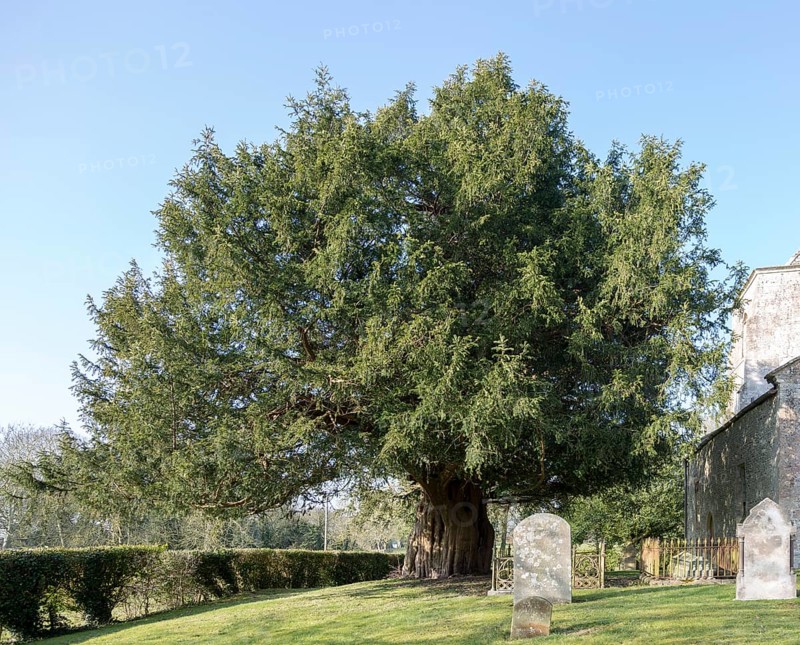 Ancient yew tree, Taxus baccata, dated at 1700 years old All Saints Church, Alton Priors, Wiltshire, England, UK