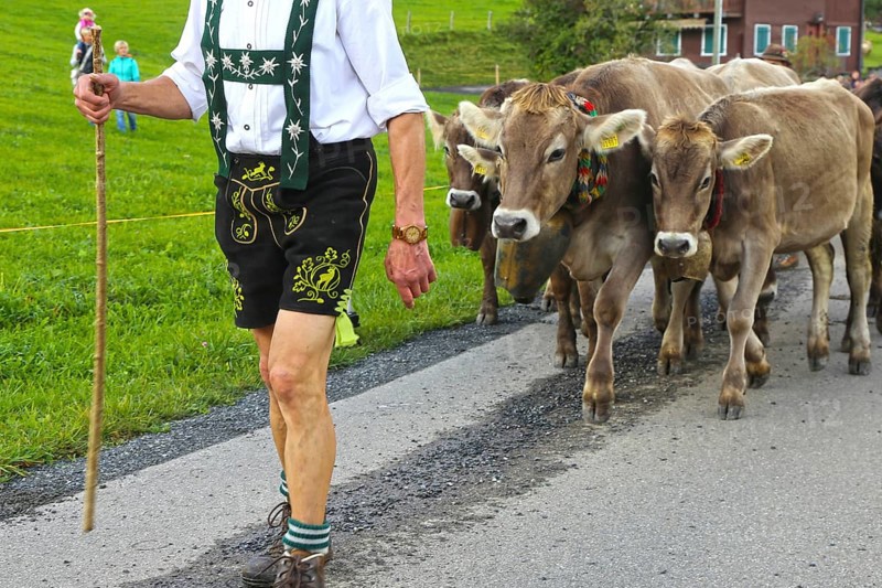 Traditional cattle drive or cattle seperation . As here in the Allgaeu, the cattle are driven down into the valley after about a hundred days in the Alps (or mountain pastures) (Memhoelz district of Hupprechts, Allgaeu)
