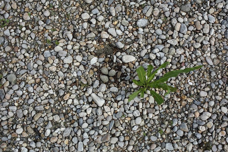 Nest with three eggs of the Little Ringed Plover (Charadrius dubius), brood, bird eggs, two, camouflage, camouflage, camouflage, hidden, ground, gravel ground, pebbles, view from above, St. Andrae, Seewinkel, Lake Neusiedl, Burgenland, Austria, Europe