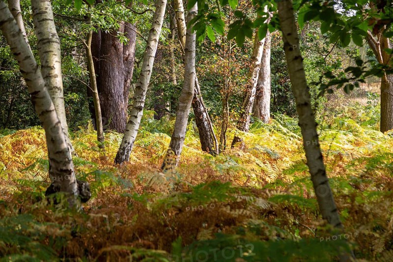 Silver birch trees, Betula pendula, trunks at different directions bracken understory, Suffolk Sandlings heathland, England, UK
