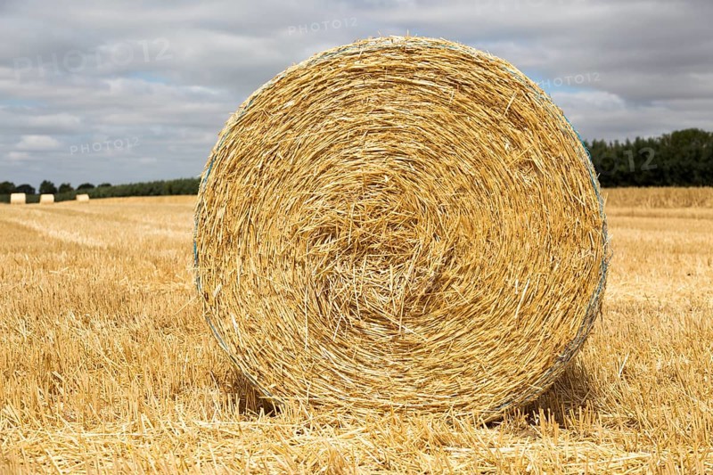 Round straw bale in flat field with overhead cumulus cloud, Sutton, Suffolk, England, UK