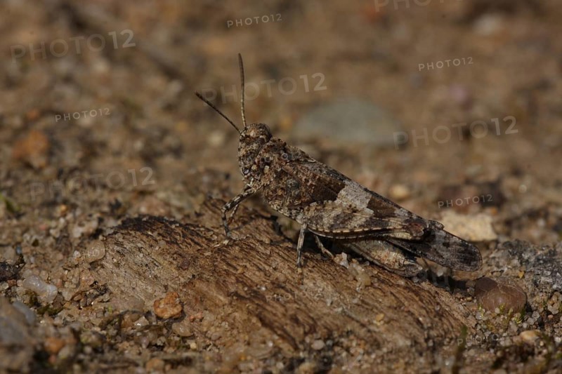 Blue-winged grasshopper (Oedipoda caerulescens), camouflage, camouflage, sandy soil, monochrome, brown, Weilbach gravel pits, Weilbach, Floersheim, Taunus, Hesse, Germany, Europe