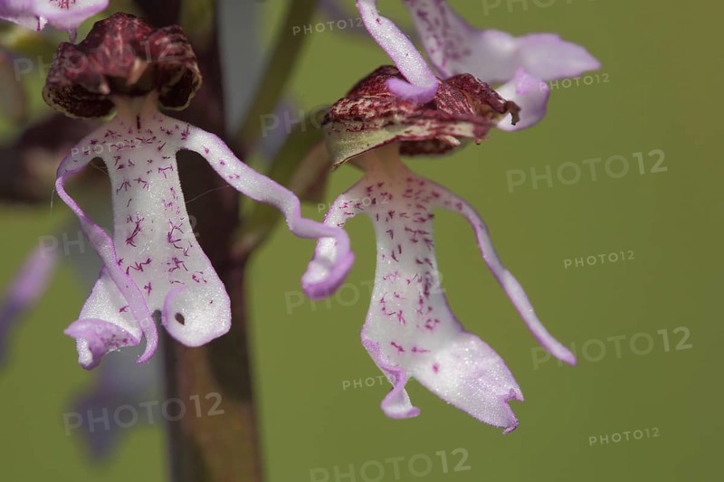 Northern marsh-orchid (Orchis purpurea), flower figure, blossom, two, figures, dancing couple, hands, holding, arms, together, detail, macro, couple, humour, comedy, relationship, nature photography, Badstube, Mimbach, Bliesgau, Saarland, Germany, Europe