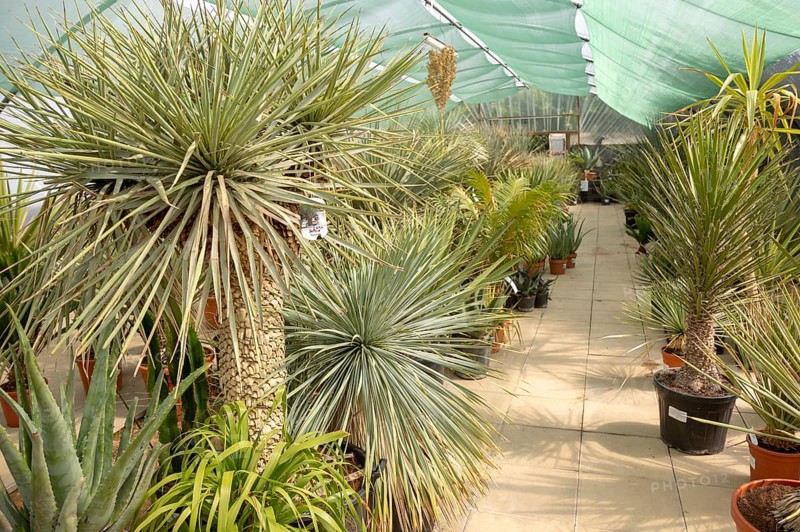 Urban Jungle Plant Nursery and Cafe, Beccles, Suffolk, England, UK, cacti in arid zone polytunnel