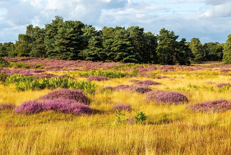 Heathland vegetation with heather in flower, Calluna vulgaris, Sutton Heath, Shottisham, Suffolk, England, UK