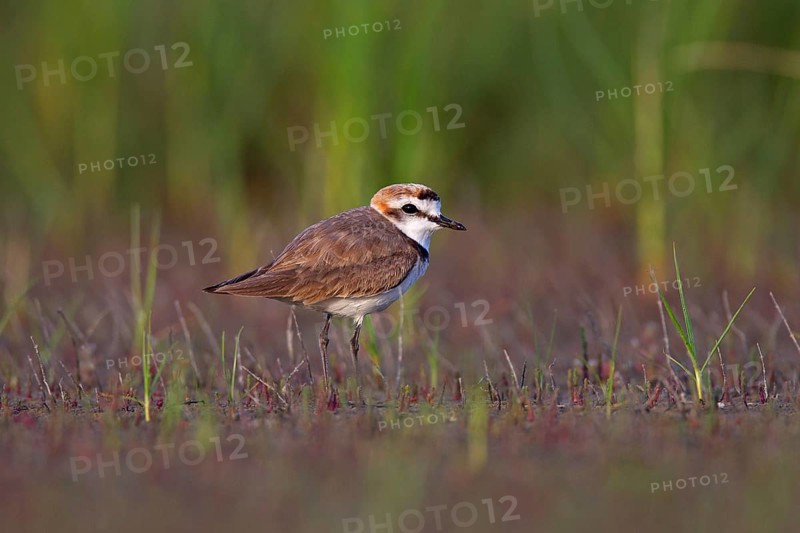 Kentish plover (Charadrius alexandrinus) male, Danube Delta Biosphere Reserve, Romania, Europe