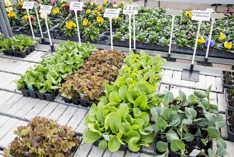 Lettuce and cabbage plants seedlings in trays on sale Ladybird Nurseries garden centre, Gromford, Suffolk, England, UK