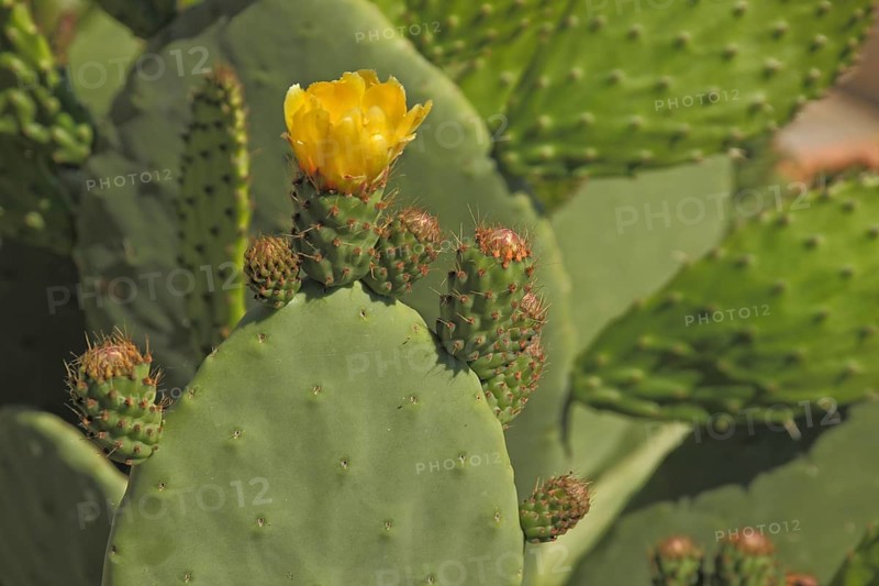 Flower on cactus pear (Opuntia ficus-indica), yellow, cactus, Trujillo, Extremadura, Spain, Europe