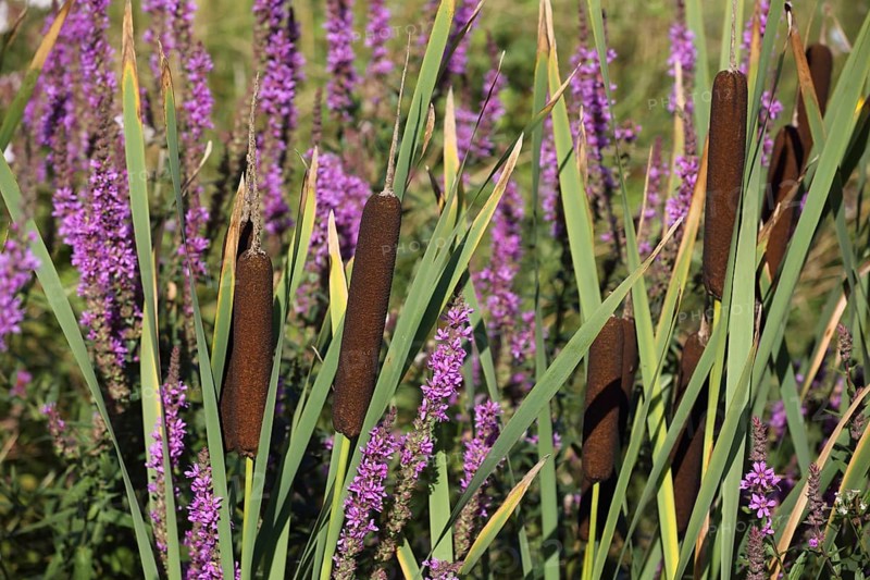 Purple loosestrife (Lythrum salicaria) and broad-leaved bulrush (Typha latifolia), reed grass, Karlstadt, Main, Lower Franconia, Franconia, Bavaria, Germany, Europe
